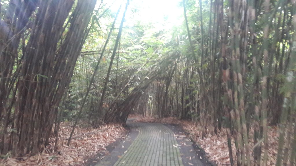 Bamboos forest