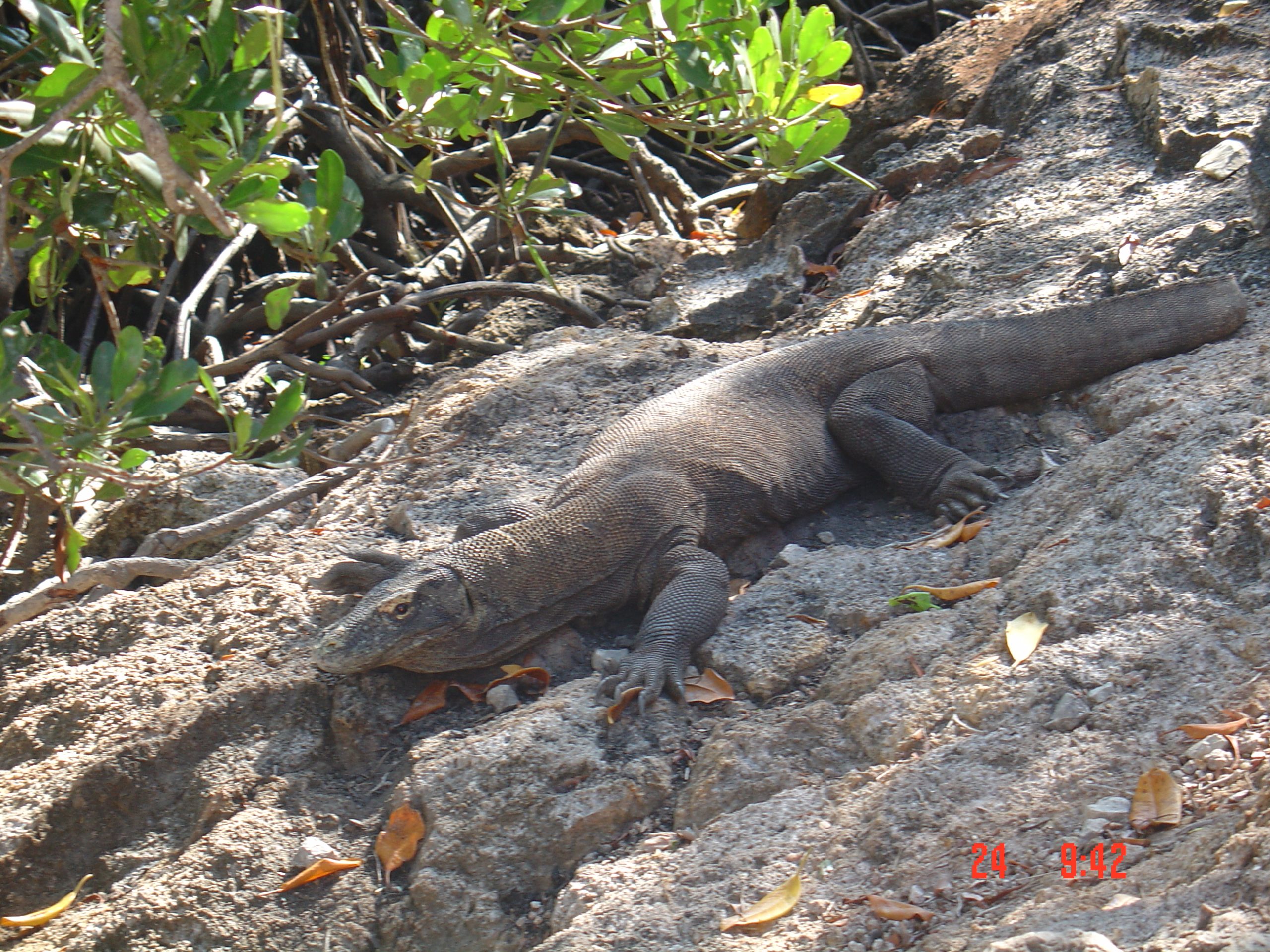 An oportunistic Lizard