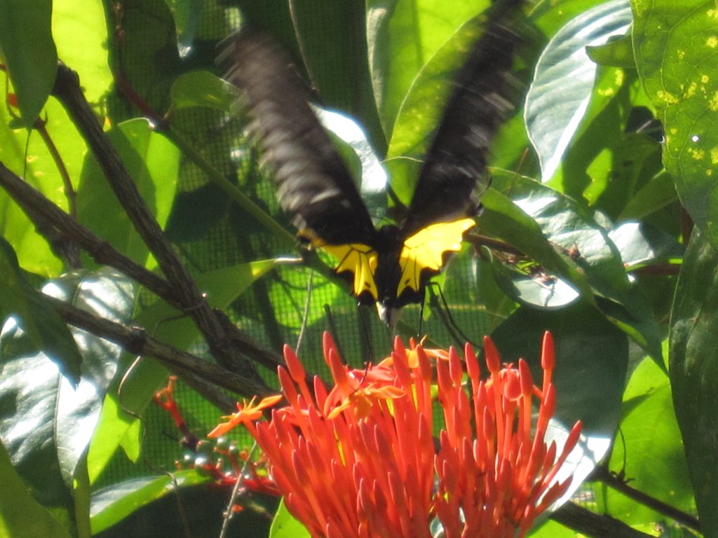 Butterfly Farm