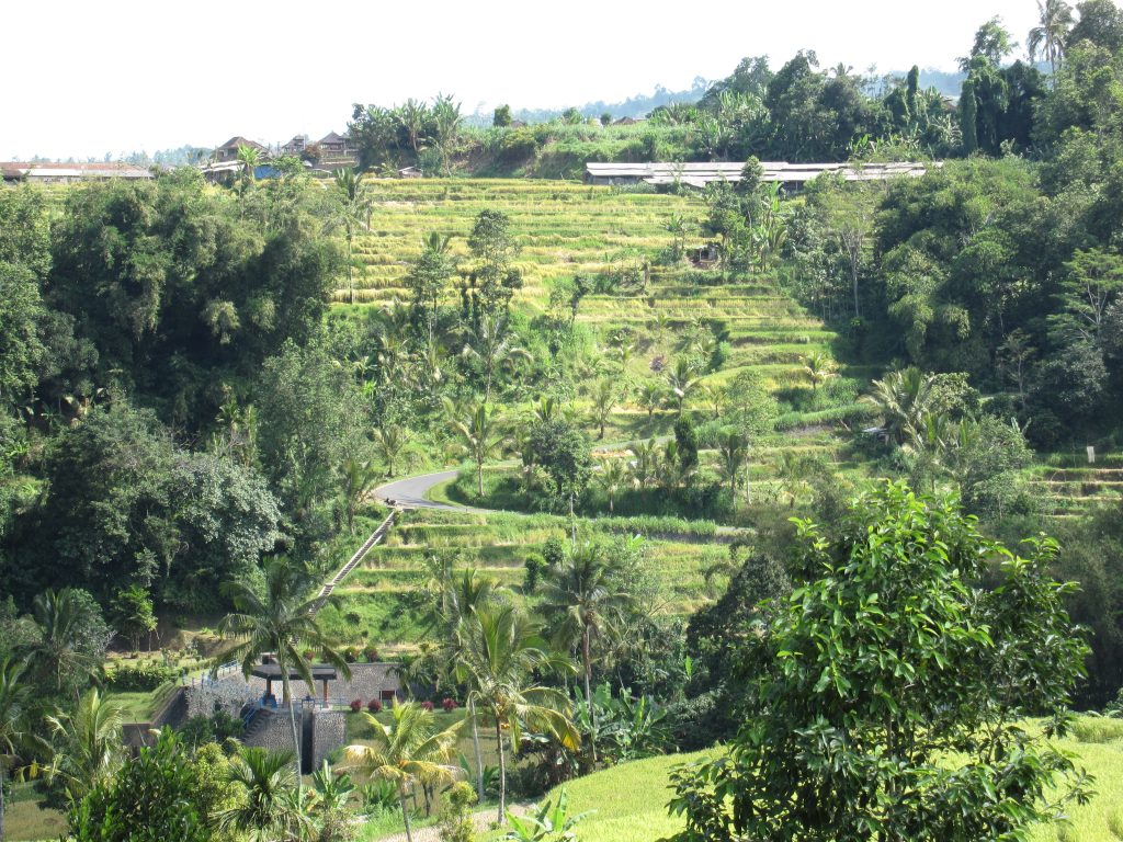 Jatilluwih Riceterraces
