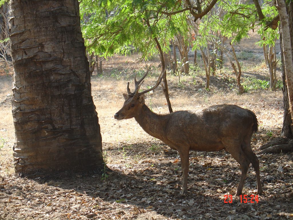 Komodo Deer is the mayor prey of Komodo