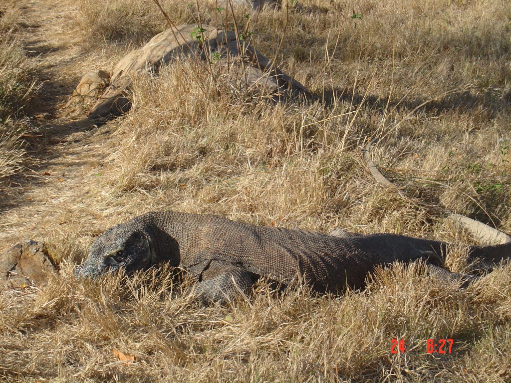 Komodo Dragon
