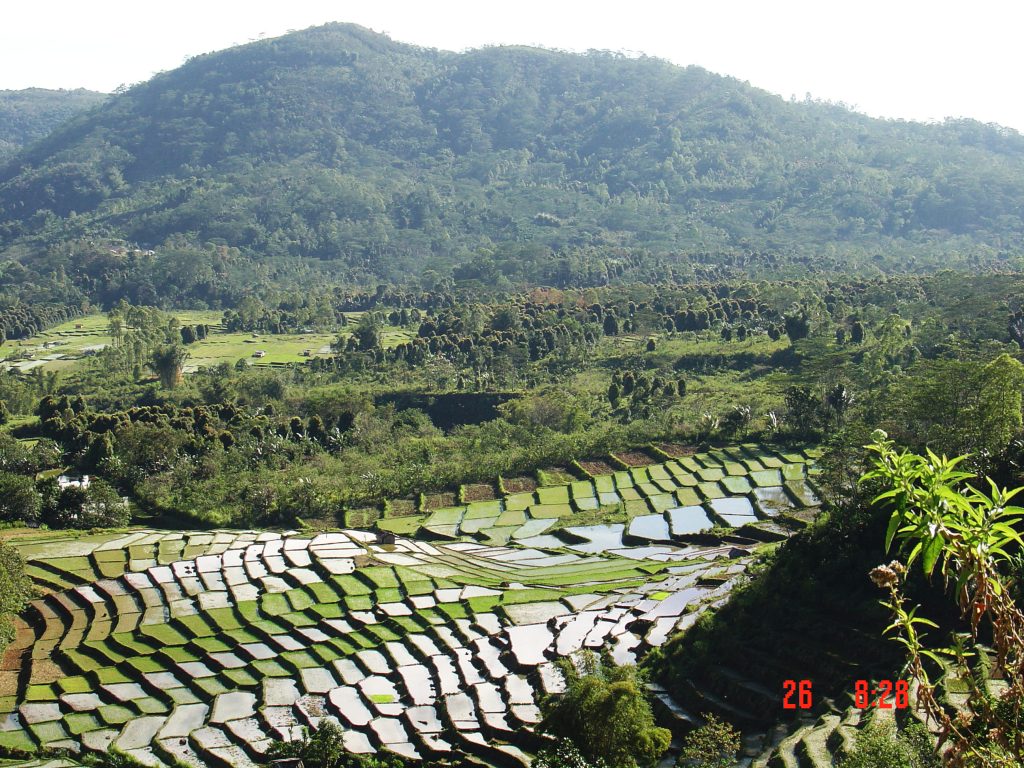 Rice field on flores