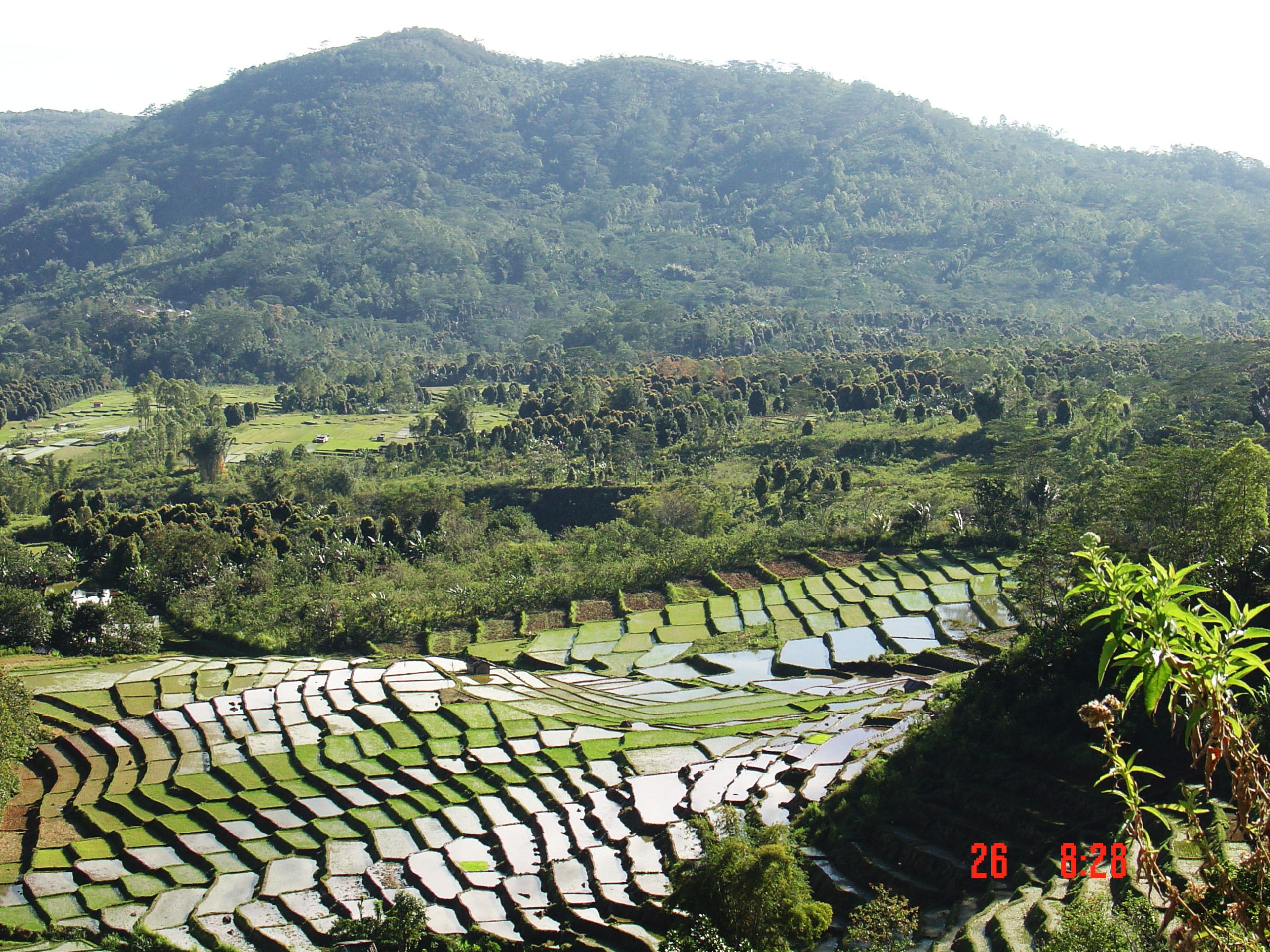 Rice field on flores