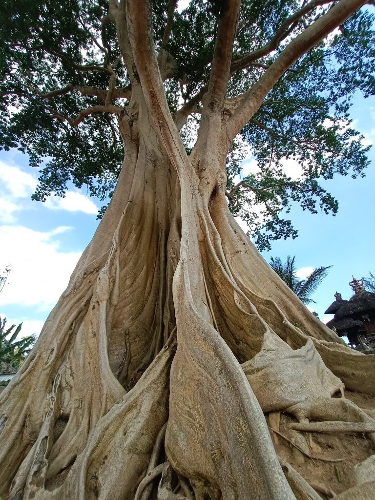 Weisser baum