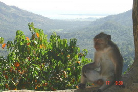 Trip IdeaMonkey Pusuk